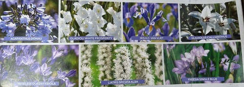 100 bulbs blue - &, ready