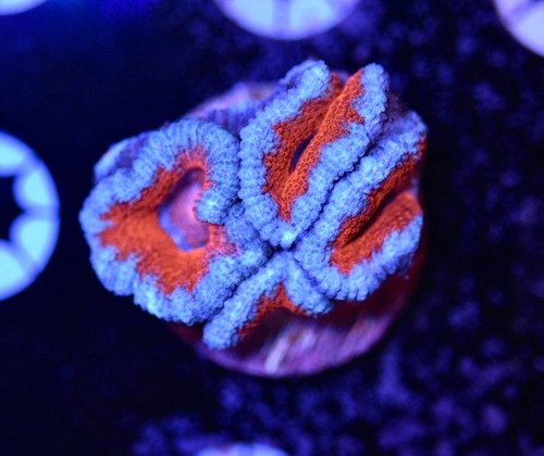 Wysiwyg rainbow acan - rainbow,