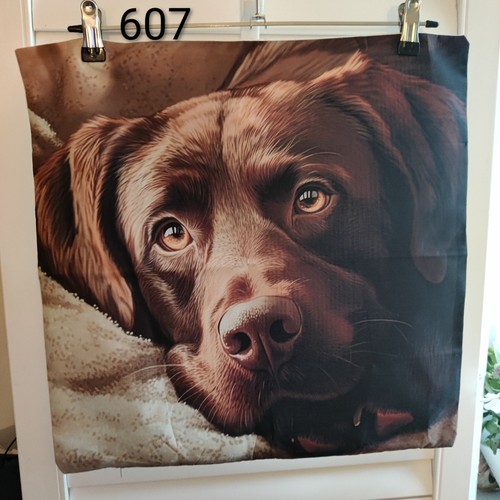 Chocolate labrador soft