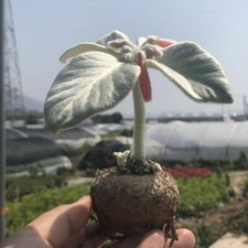 3PCS 3-4CM Succulent Cactus