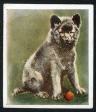 KEESHOND PUPPY GODFREY PHILLIPS OUR PUPPIES SERIES 1936 DOG CIGARETTE CARD #14