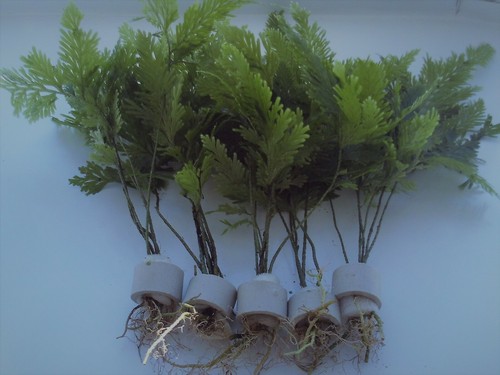Bunched umbrella fern aquarium - fern,