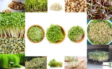 Organic Sprouting Seeds - All Varieties - Sprout | Microgreens | Choose Type 