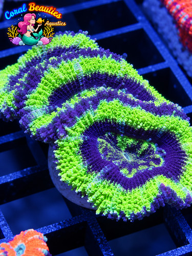 Coral beauties aquatics goblin - coral,