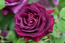 Climbing Rose SOUVENIR DU DR