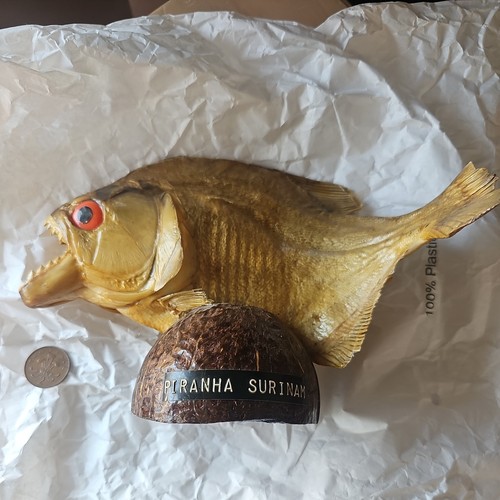 Vintage taxidermy piranha - vintage,