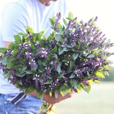 Cinnamon Basil (Ocimum