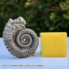 Promicroceras Golden Pyrite Ammonite Fossil Jurassic Coast Lyme Regis Dorset UK
