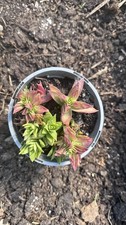 Crassula Capitella Campfire |
