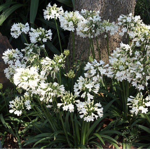 Agapanthus ever white - agapanthus, white’