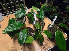 HOYA MACGILLIVRAYI RARE HOYA SPECIES, SMALL 2 LEAF ROOTED CUT,HOUSE PLANT