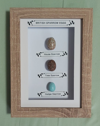 British birds eggs - british,