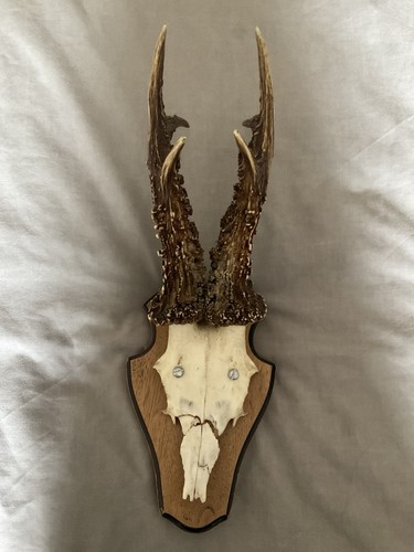 Roe deer mounted - mounted, medal