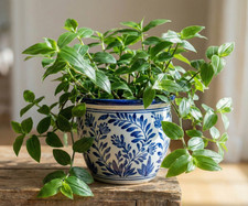 2x Tradescantia fluminensis