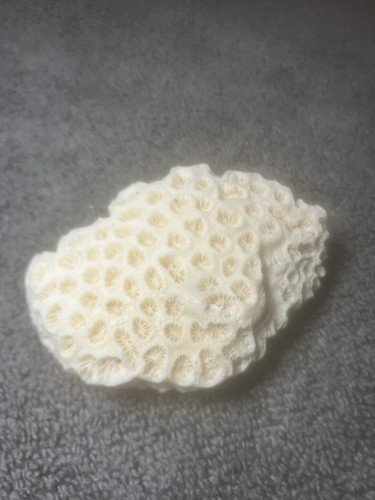 Detailed fossilized white - fossilized,