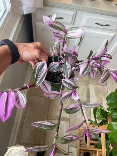 Bare rooted tradescantia - bare,