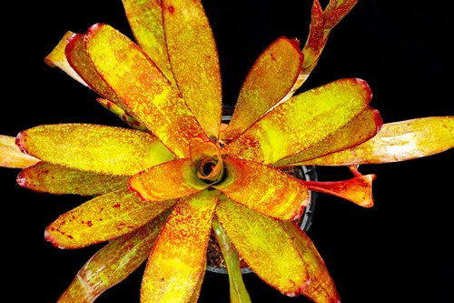 Bromeliad neoregelia jill - bromeliad, "jill"