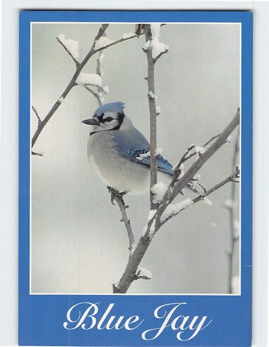 Postcard blue jay - postcard,