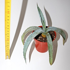 Hardy Grey Narrow Leaved Agave