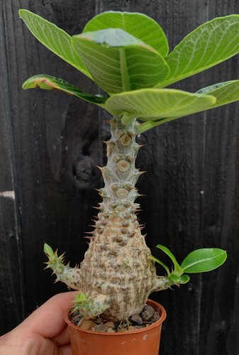 Pachypodium windsorii - pachypodium,
