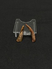 2  Pterosaur Teeth (3.7cm +