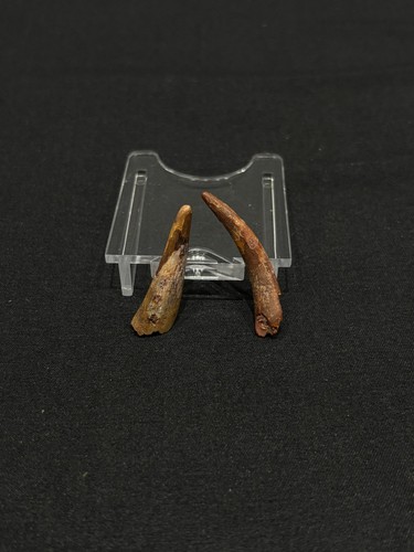 Pterosaur teeth 7cm - pterosaur, (3.7cm