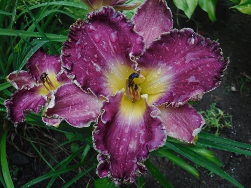 Hemerocallis purple umbrella - purple,