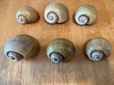 6 Beautiful Fresh Water Apple