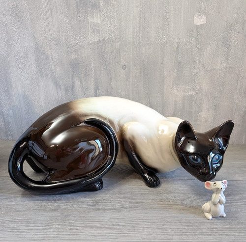 Huge siamese cat - huge,