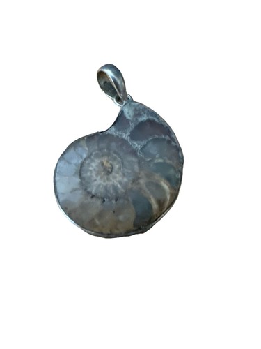 Gorgeous ammonite fossil and - fossil,