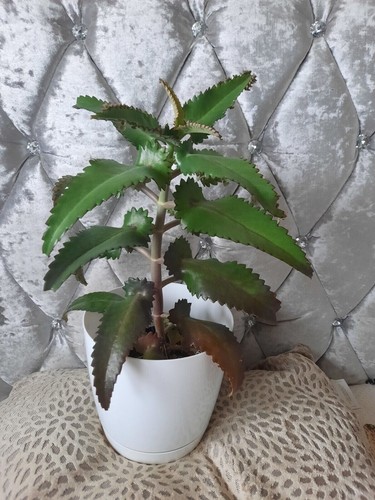 Kalanchoe daigremontiana - kalanchoe,