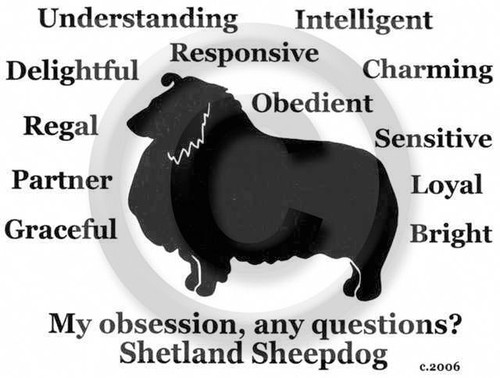 Shetland sheepdog sheltie dog - shetland,