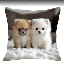 Cute Pomeranian Puppies