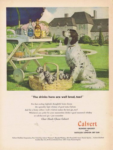 1947 english springer spaniel - english,