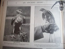 1904 FALCONRY Goshawks