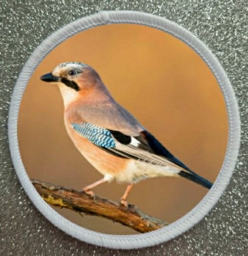 Jay bird sublimation - bird,