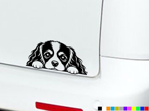Cavalier king charles - cavalier,