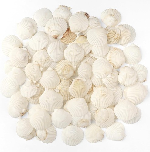 Pcs scallop shells - 48,
