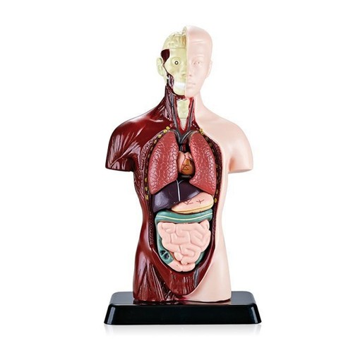 Human body model with - human, 7