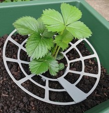 Strawberry Plant Supports