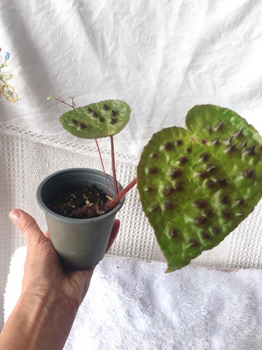Begonia ferox young - ferox,