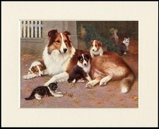 ROUGH COLLIE DOG AND PUPS