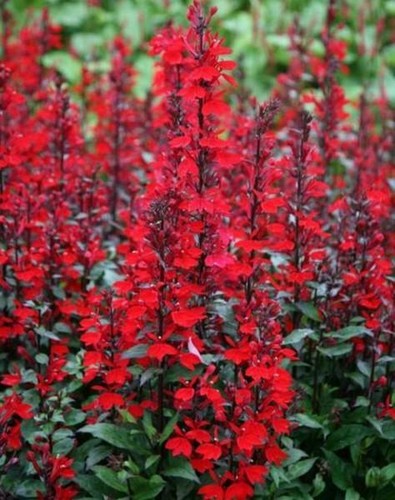 Lobelia starship scarlet - lobelia, scarlet'