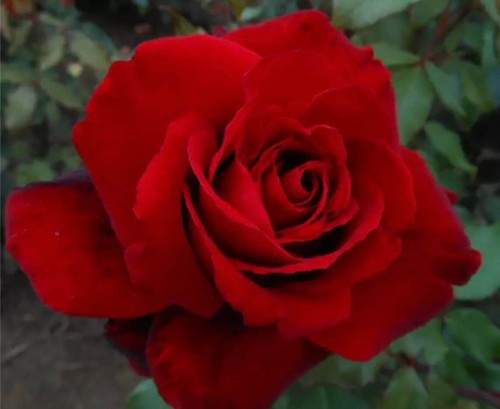 Crimson cascade climbing - crimson,