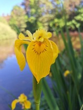 3 X Yellow Water Iris
