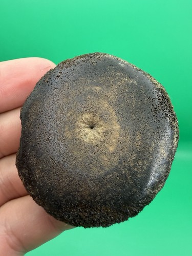 Fossilized cetacean vertebra - fossilized,