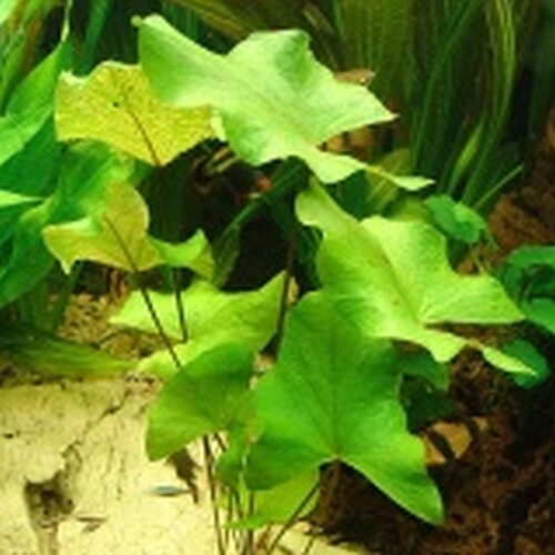 Green tiger lotus nymphaea - green,