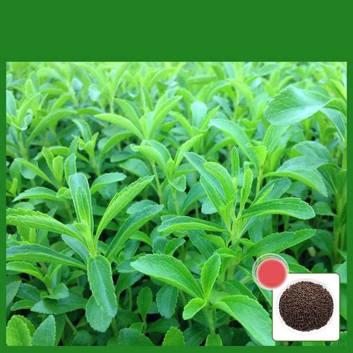 100pcs sweetleaf stevia plant - sweetleaf,