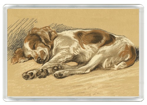 Welsh springer spaniel dog - welsh,