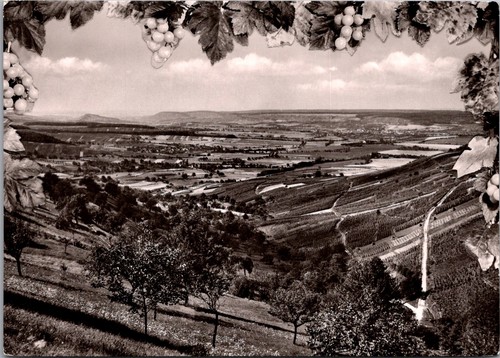 Vineyard landscape overlooking - vineyard,